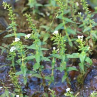 <i>Limnophila heterophylla</i>  (Roxb.) Benth.